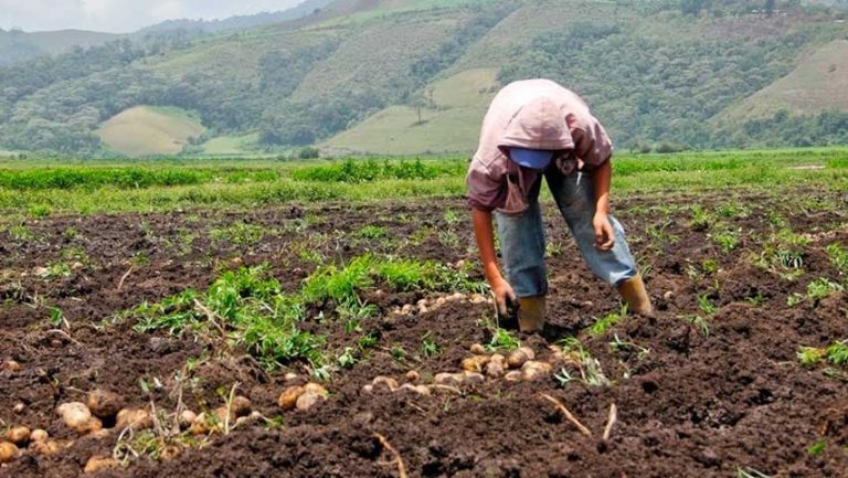 Fedeagro reporta cuantiosas pérdidas de alimentos por déficit de combustible