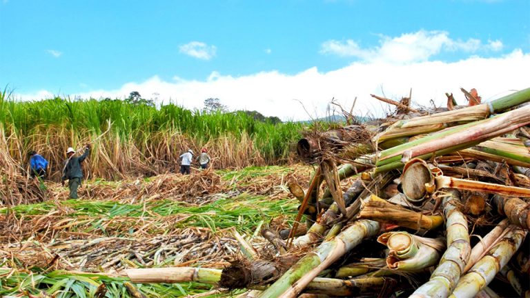 FESOCA: El sector abastece un 33% de la demanda nacional