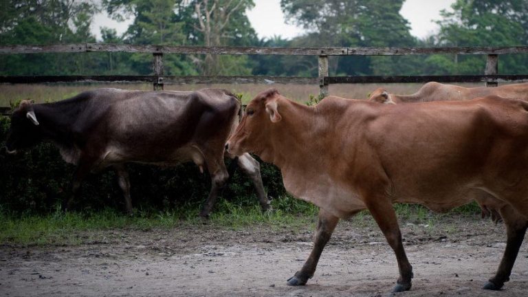 Fedenaga asegura que limitaciones legales impactan la producción