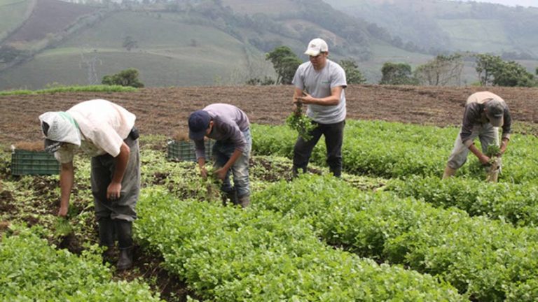 Fedeagro alerta que agricultores han salido de zonas rurales por la inseguridad