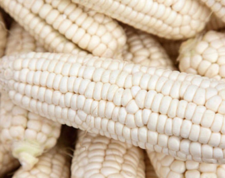 Agroindustria compró en su totalidad cosecha nacional de maíz